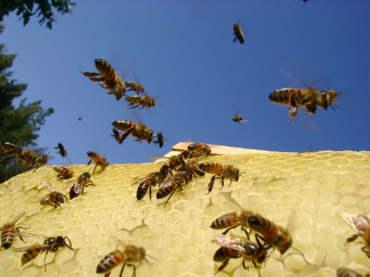 wyłudzają pieniądze na pszczoły