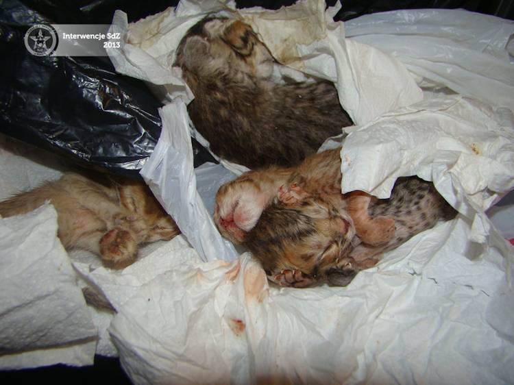 Martwe koty w Jadwisinie