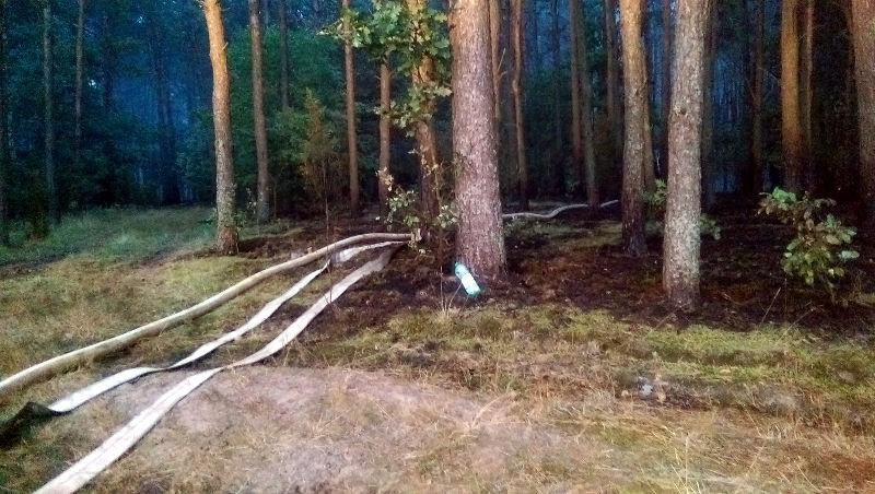 Pożar lasu w Wólce Radzymińskiej. Pogorzelisko (fot. GP/kg)