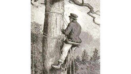 Bartnik siedzący na leziwie (Z. Gloger, Encyklopedia Staropolska Ilustrowana, Warszawa 1900-1903)