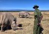 Mężczyzna stojący obok dwóch nosorożców.