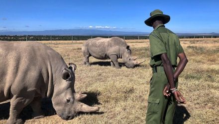 Mężczyzna stojący obok dwóch nosorożców.