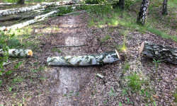Pień drzewa na trasie MTB