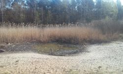 Oczko wodne w lesie na Bukowcu w Legionowie w kwietniu 2020r., fot. czytelnik