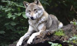 wolf-1336229_1280