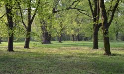 krajoobraz parkowy - stare lipy w wiosenny poranek