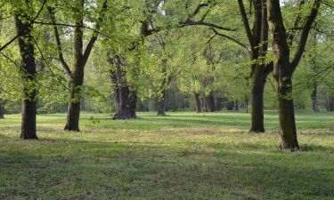 krajoobraz parkowy - stare lipy w wiosenny poranek