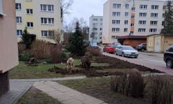 Dziki przy ul. Hubala w Legionowie (13.02.2024 r.) fot. Czytelnik