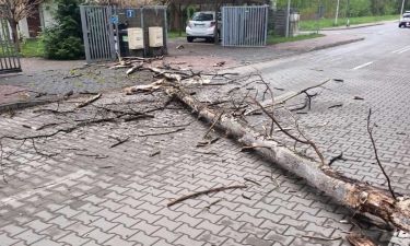 Uschnięte drzewo przewróciło się na ulicę Sikorskiego 1 (fot. KP PSP w Legionowie)