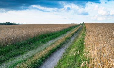 polna droga pośród zbóż