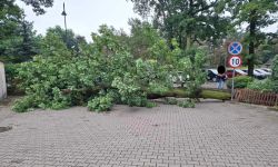 Drzewo przewrócone przy Królowej Jadwigi w Legionowie (fot. Czytelniczka) 1