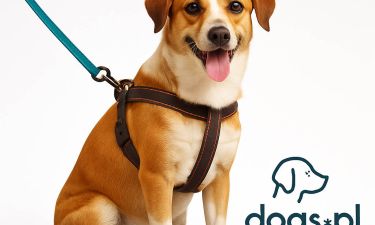 legowsikodogsjpg