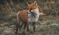 Lis (zdjęcie ilustracyjne, fot. www.pexels.com)